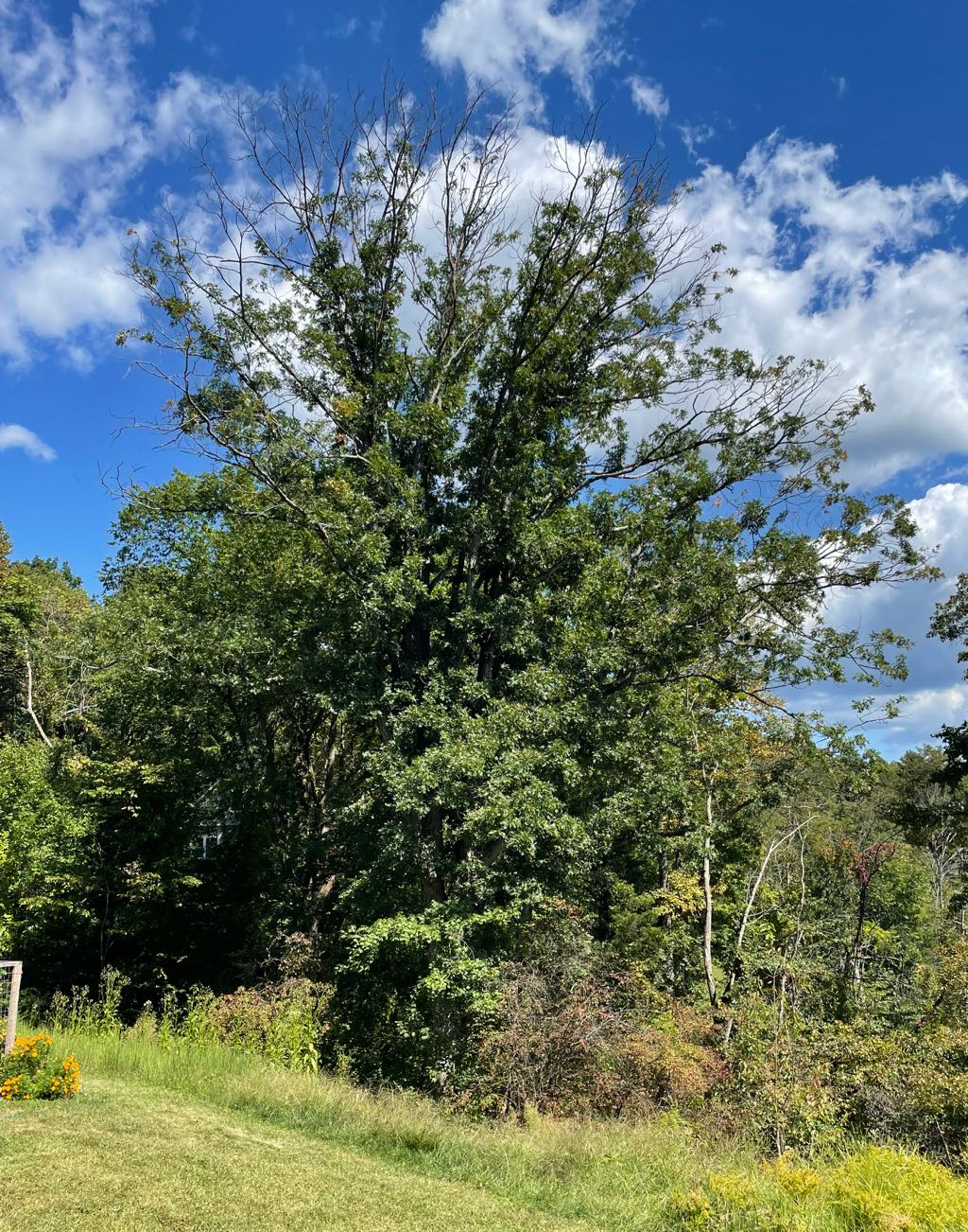 You are currently viewing My Tall Stately Oak Tree is in Decline