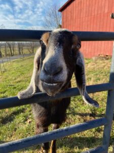 Read more about the article RIP Zeke, You Old Goat